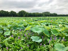 -荷塘月色湿地公园·向阳花洲