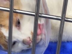 -佑安动物医院·全科·内窥镜中心(幸福巷店)