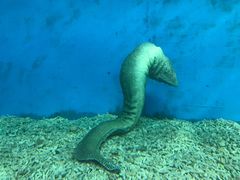 -北戴河圣蓝海洋公园