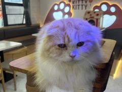 -喵园·猫主题咖啡厅·撸猫·猫咖(国贸店)