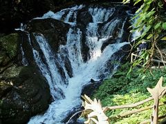 -莫里热带雨林景区