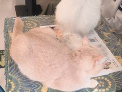 -平行世界·猫咖(首经贸店)