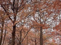 -上海海湾国家森林公园