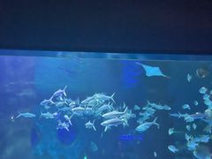 -北戴河圣蓝海洋公园