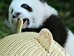 -成都大熊猫繁育研究基地