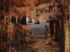 -白鹭湾湿地公园