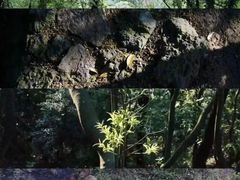 -树山生态村