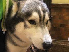 -more than meow吴止猫主题餐厅(承德 中船汇店)