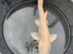 -乔木提恩海滩