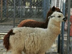 -长白岛森林公园