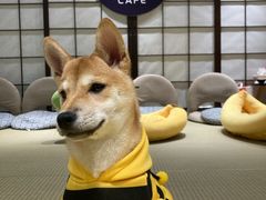 -逗柴咖啡屋·狗咖猫咖宠物桌游