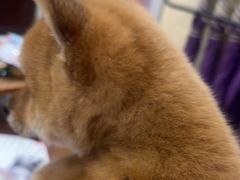 -宠爱国际动物医院·消化内科·心肾内科·ISFM猫友好(望京店)