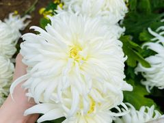 -华强阁菊花宴自助火锅店