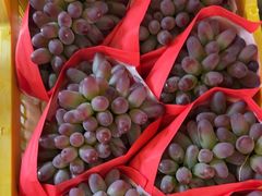 -马陆小张葡萄园农家乐