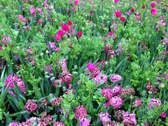 iphone_upload_pic-上海鲜花港