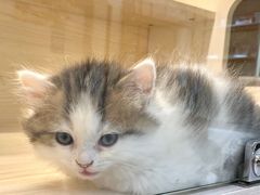 -柚子猫舍·精品猫舍购猫·猫咪认养·购宠·宠物店