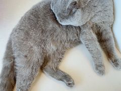 -平行世界·猫咖(首经贸店)