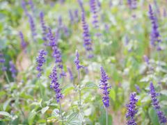 -北京国际鲜花港