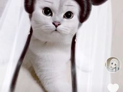 -柚子猫舍·精品猫舍购猫·猫咪认养·购宠·宠物店