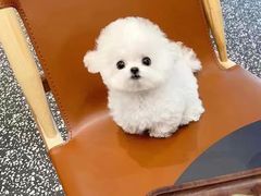 -萌宠之家·腊肠犬·马尔泰·小体犬舍