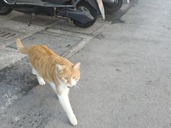 -毛华美食(清扬路店)