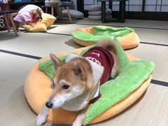 -逗柴咖啡屋·狗咖猫咖宠物桌游