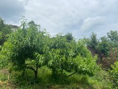 -正宗火盆自助烧烤·烤全羊·柴火鸡(龙泉山店)