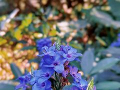 -莲花山公园