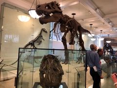 -美国自然历史博物馆