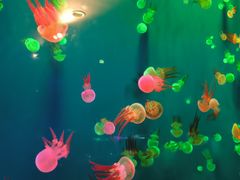 -成都浩海立方海洋公园