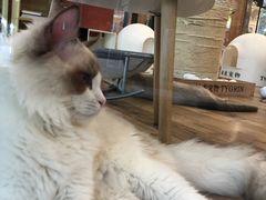 -袖虎·猫馆(体育西路店)