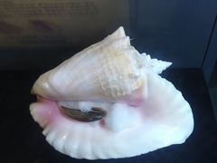 -贝壳梦幻世界