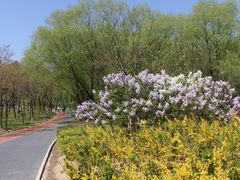 -大兴滨河森林公园