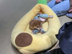 -逗柴咖啡屋·狗咖猫咖宠物桌游
