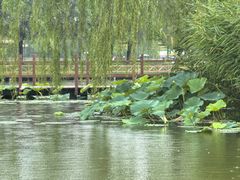 -白洋淀景区