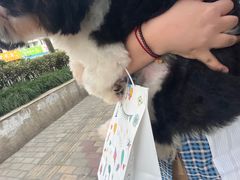 -唐小姐の猫狗洗护·购宠旗舰店(周浦万达店)