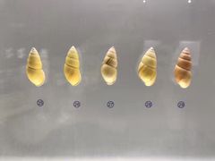 -青岛贝壳博物馆