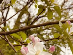 -桃花堤公园