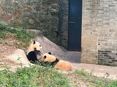 -都江堰中华大熊猫苑
