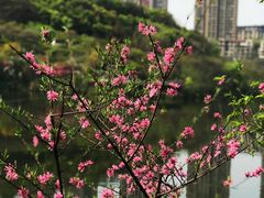 -重庆彩云湖湿地公园
