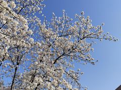 -顾村公园