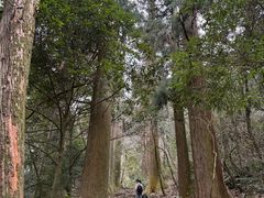 -天目山大树王景区