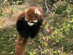 -青藏高原野生动物园