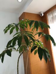 -HEYAN荷妍专业脱毛连锁机构