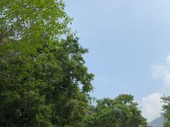 -莫里热带雨林景区