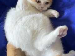 -Bastet sally猫舍购宠(静安店)