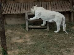 -石家庄市动物园