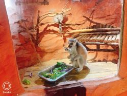 -Zoolung Zoolung动物主题公园(海信广场店)