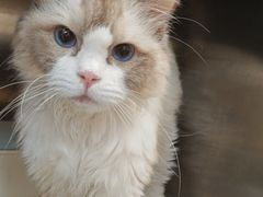 -瑞派康怡24h宠物医院·犬猫医疗中心·微创绝育(瑞景分院)