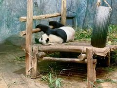-深圳野生动物园